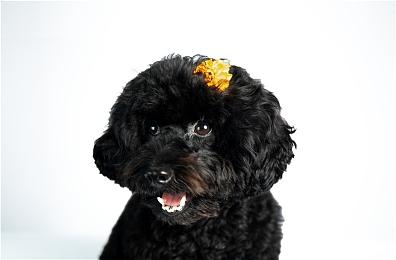 Epic喜加二 免费领《神陨：挑战者版》《监狱建筑师》